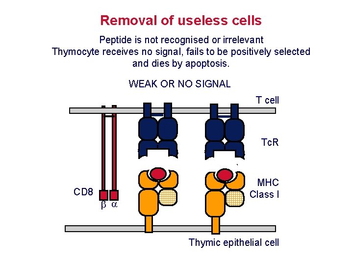 Removal of useless cells Peptide is not recognised or irrelevant Thymocyte receives no signal,
