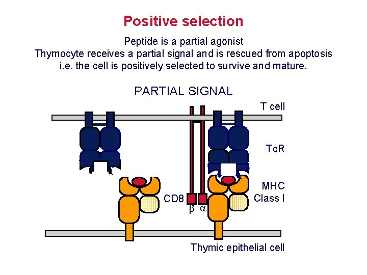 Positive selection Peptide is a partial agonist Thymocyte receives a partial signal and is