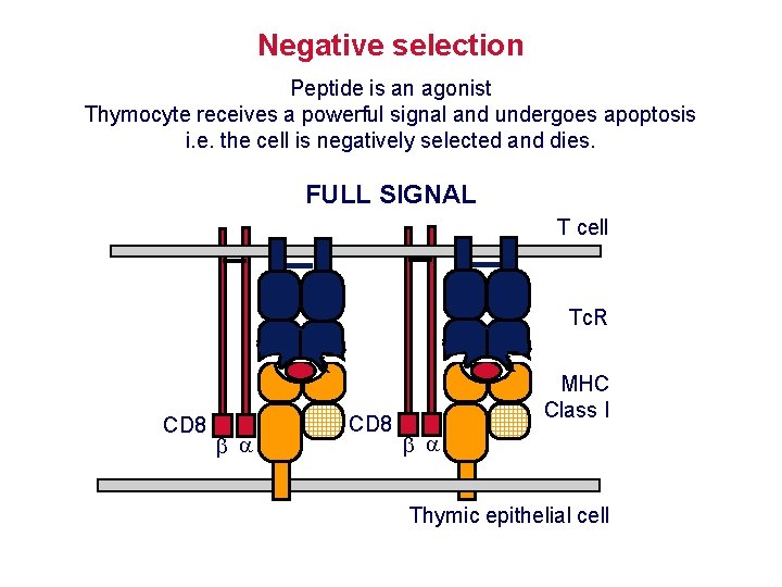 Negative selection Peptide is an agonist Thymocyte receives a powerful signal and undergoes apoptosis