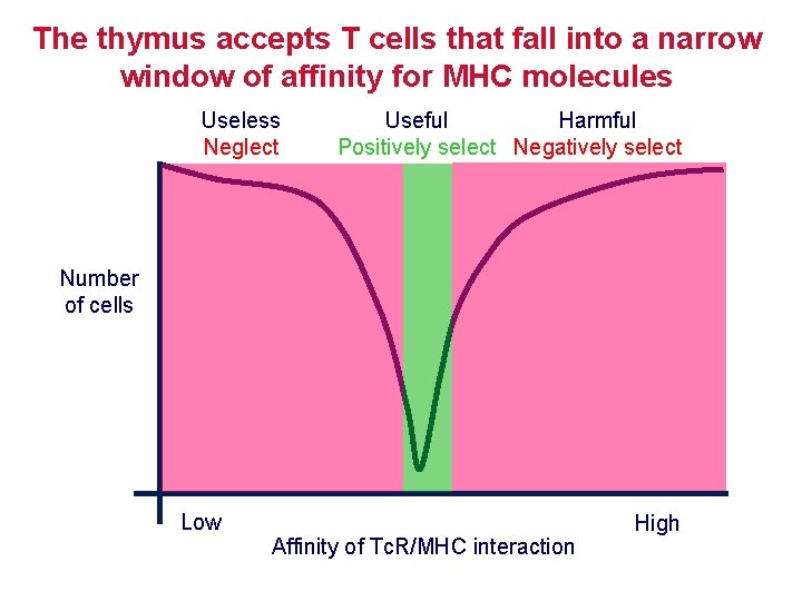 The thymus accepts T cells that fall into a narrow window of affinity for