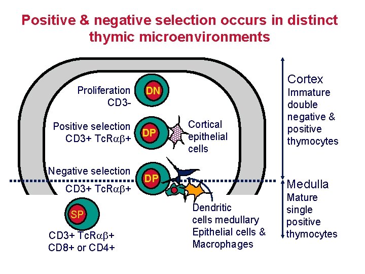 Positive & negative selection occurs in distinct thymic microenvironments Proliferation CD 3 Positive selection