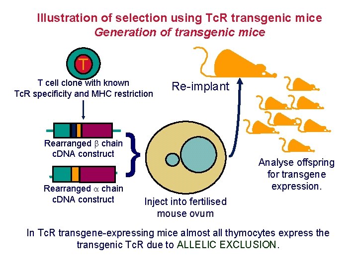 Illustration of selection using Tc. R transgenic mice Generation of transgenic mice T T