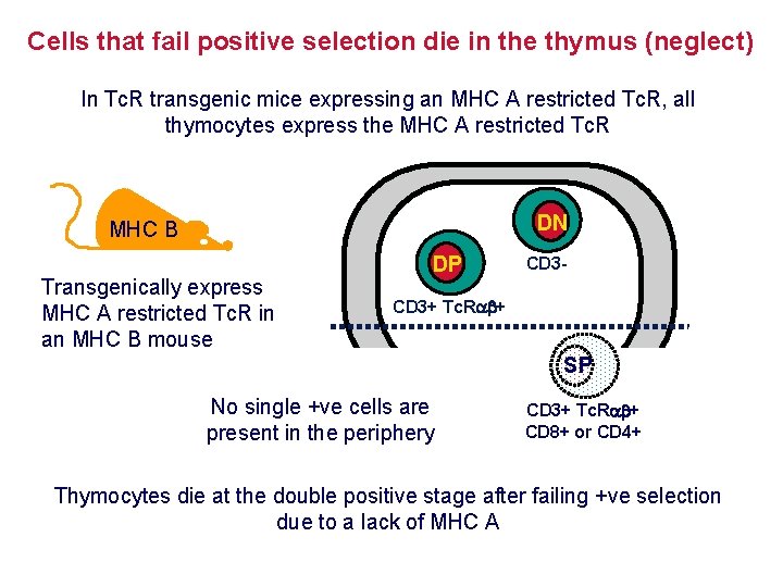 Cells that fail positive selection die in the thymus (neglect) In Tc. R transgenic