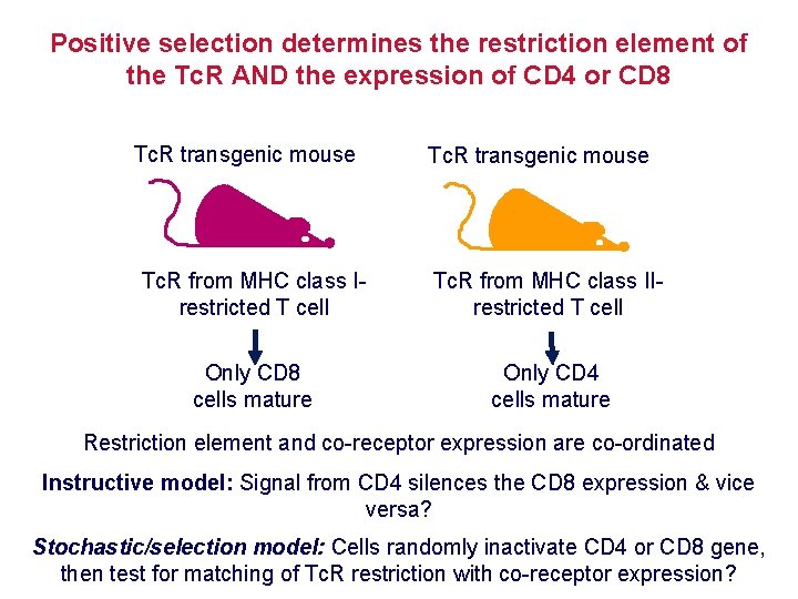 Positive selection determines the restriction element of the Tc. R AND the expression of