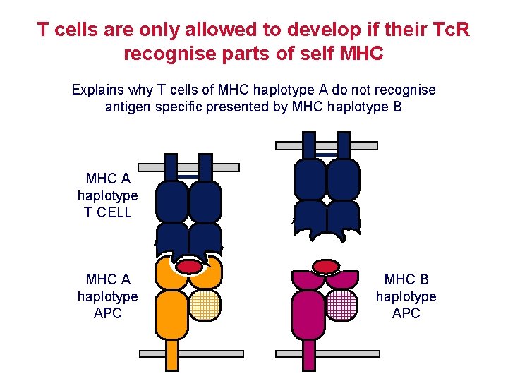 T cells are only allowed to develop if their Tc. R recognise parts of