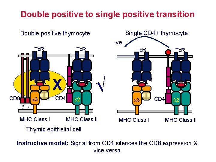 Double positive to single positive transition Single CD 4+ thymocyte Double positive thymocyte -ve