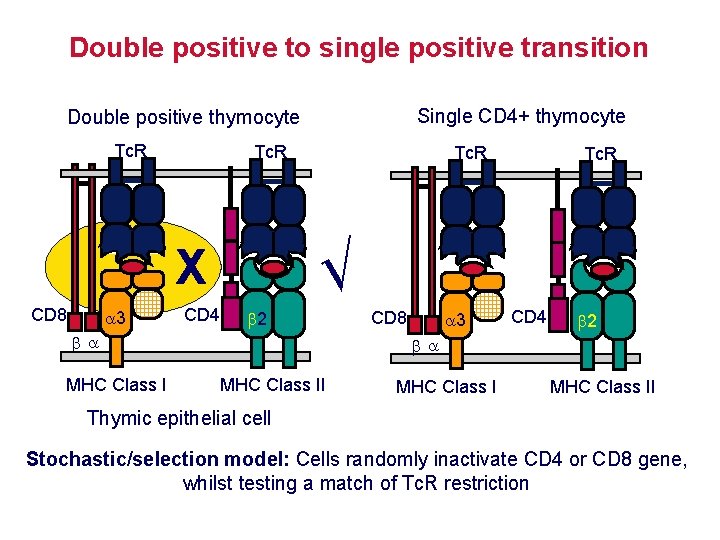 Double positive to single positive transition Single CD 4+ thymocyte Double positive thymocyte Tc.