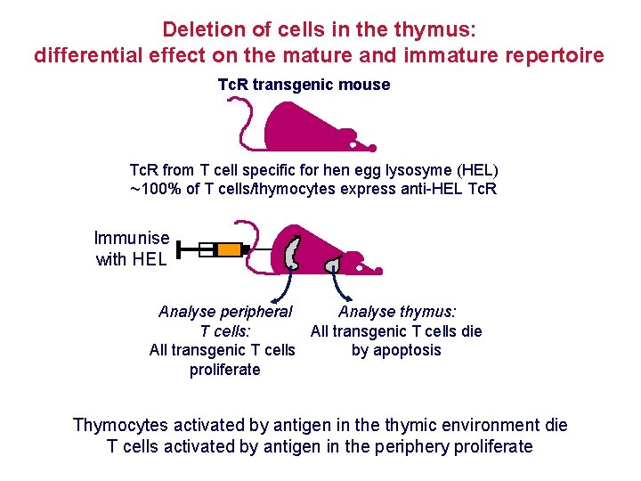 Deletion of cells in the thymus: differential effect on the mature and immature repertoire
