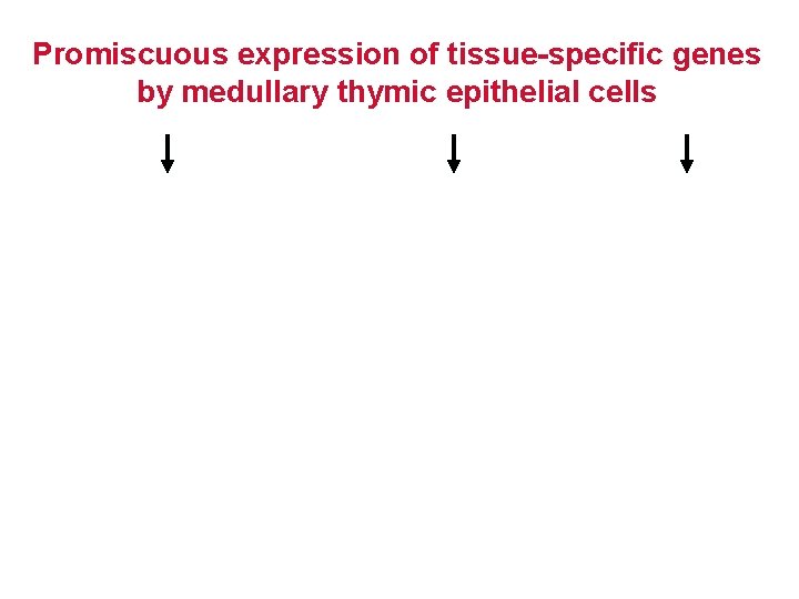 Promiscuous expression of tissue-specific genes by medullary thymic epithelial cells 