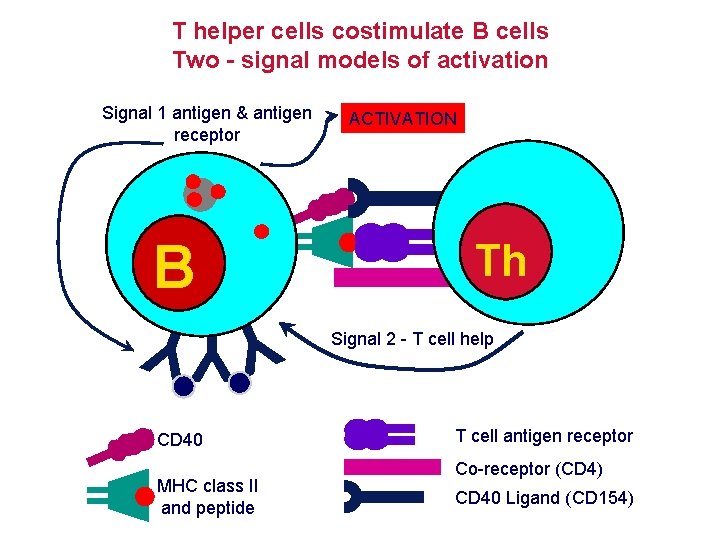 T helper cells costimulate B cells Two - signal models of activation Signal 1