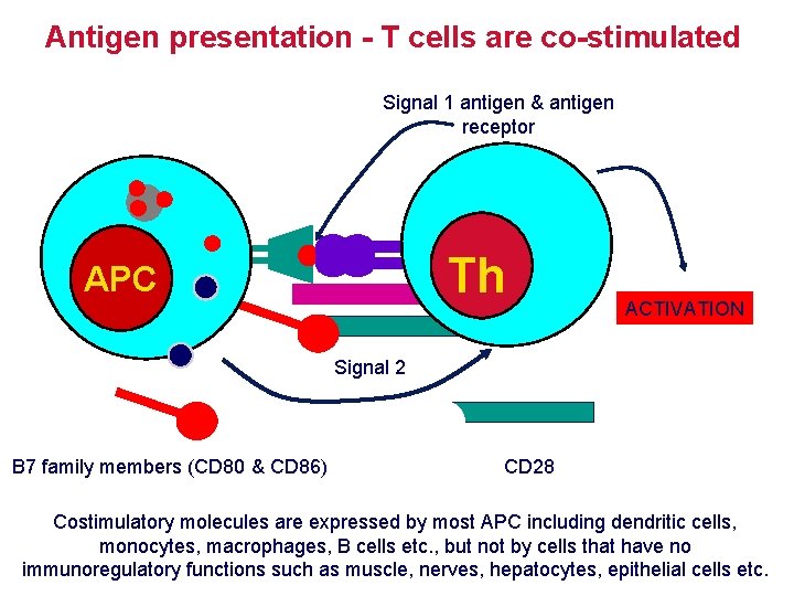 Antigen presentation - T cells are co-stimulated Signal 1 antigen & antigen receptor Th