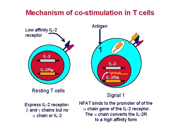 Mechanism of co-stimulation in T cells Low affinity IL-2 receptor Antigen 1 IL-2 R