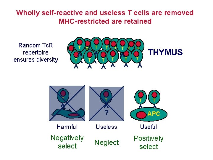 Wholly self-reactive and useless T cells are removed MHC-restricted are retained T T T