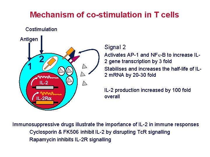 Mechanism of co-stimulation in T cells Costimulation Antigen Signal 2 1 2 Activates AP-1