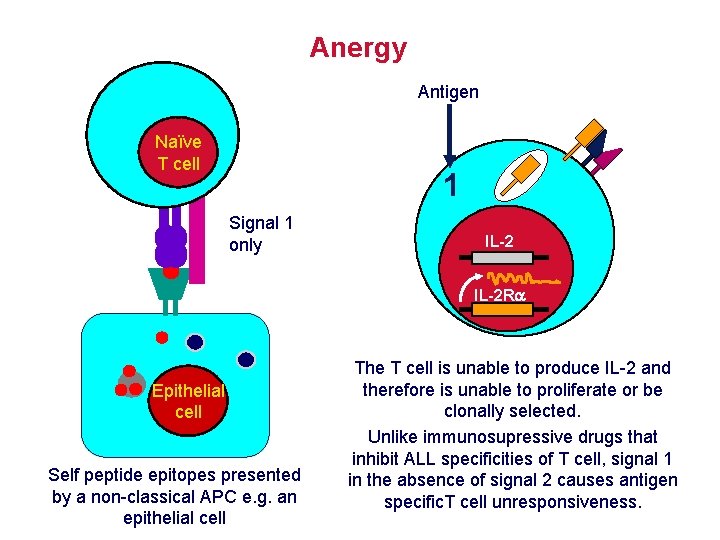 Anergy Antigen Naïve T cell 1 Signal 1 only IL-2 R Epithelial cell Self