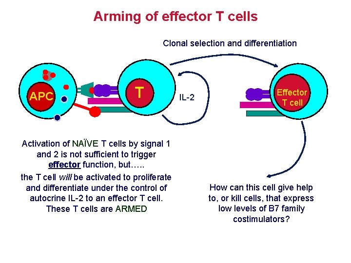 Arming of effector T cells Clonal selection and differentiation APC T Activation of NAÏVE