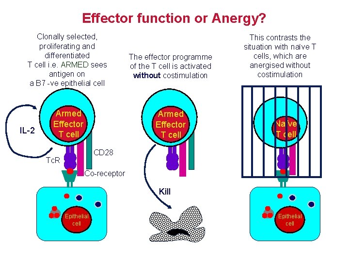 Effector function or Anergy? Clonally selected, proliferating and differentiated T cell i. e. ARMED
