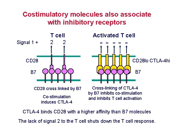 Costimulatory molecules also associate with inhibitory receptors T cell Signal 1 + 2 2