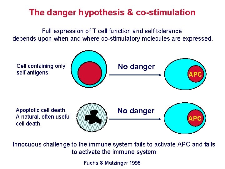 The danger hypothesis & co-stimulation Full expression of T cell function and self tolerance
