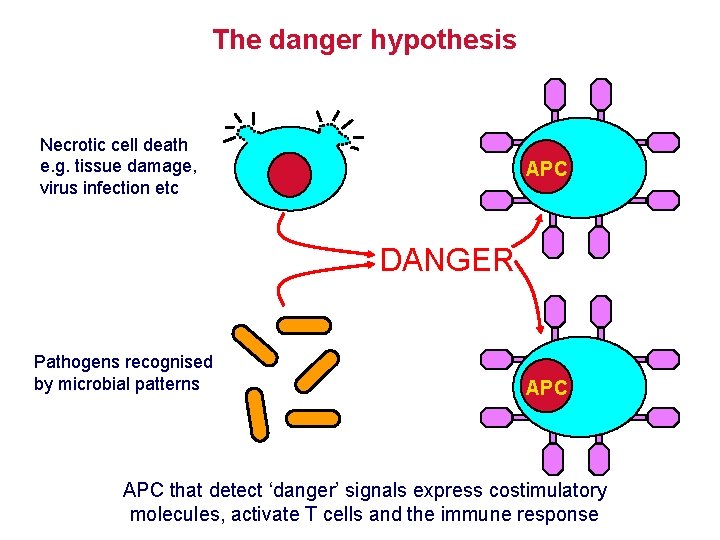 The danger hypothesis Necrotic cell death e. g. tissue damage, virus infection etc APC