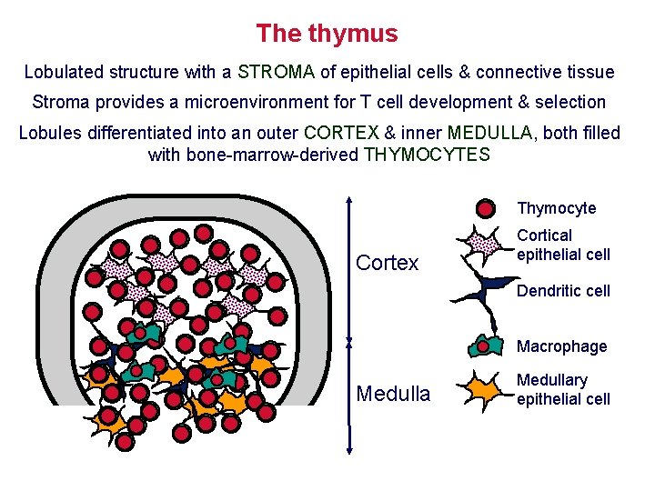 The thymus Lobulated structure with a STROMA of epithelial cells & connective tissue Stroma