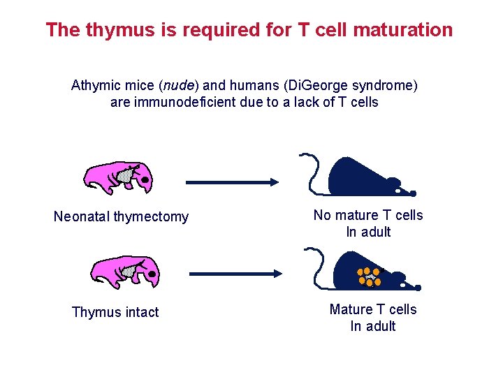 The thymus is required for T cell maturation Athymic mice (nude) and humans (Di.