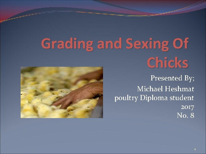 Grading and Sexing Of Chicks Presented By; Michael Heshmat poultry Diploma student 2017 No.