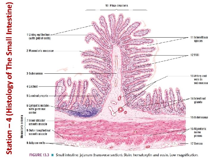 Station – 4 (Histology of The Small Intestine) 
