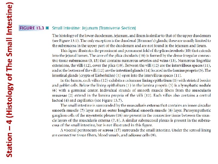 Station – 4 (Histology of The Small Intestine) 