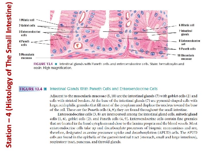Station – 4 (Histology of The Small Intestine) 