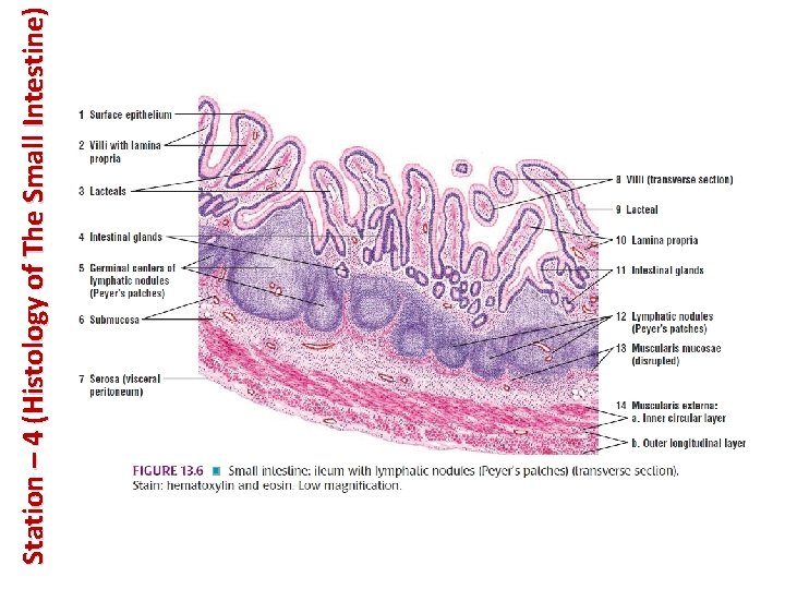 Station – 4 (Histology of The Small Intestine) 