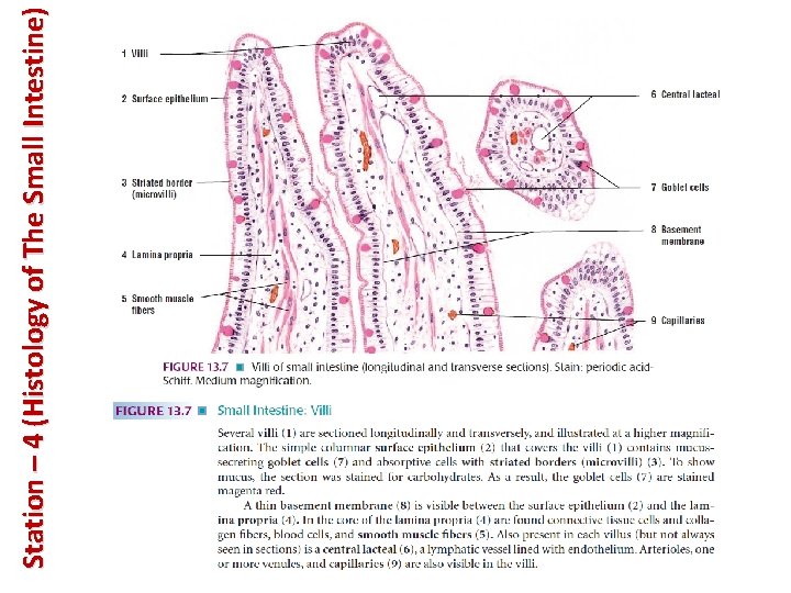 Station – 4 (Histology of The Small Intestine) 