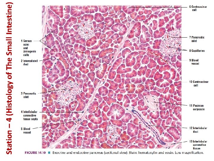 Station – 4 (Histology of The Small Intestine) 