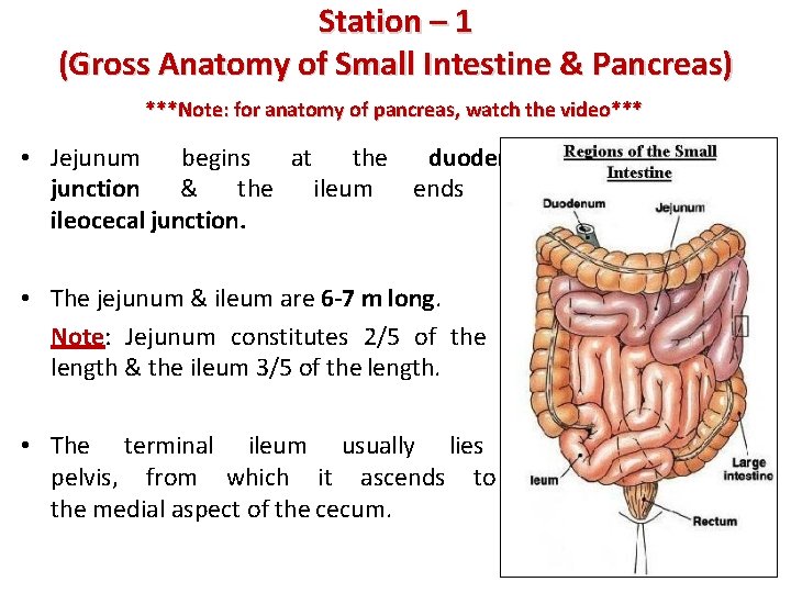 Station – 1 (Gross Anatomy of Small Intestine & Pancreas) ***Note: for anatomy of