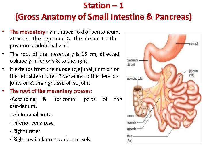 Station – 1 (Gross Anatomy of Small Intestine & Pancreas) • The mesentery: mesentery
