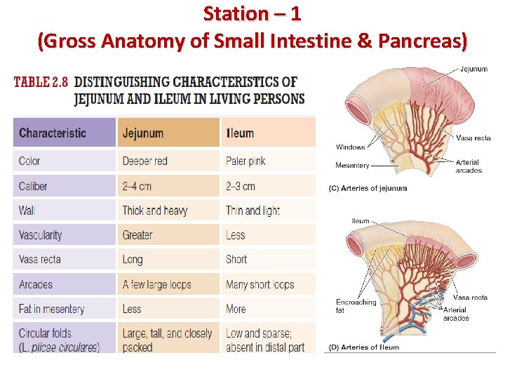 Station – 1 (Gross Anatomy of Small Intestine & Pancreas) 