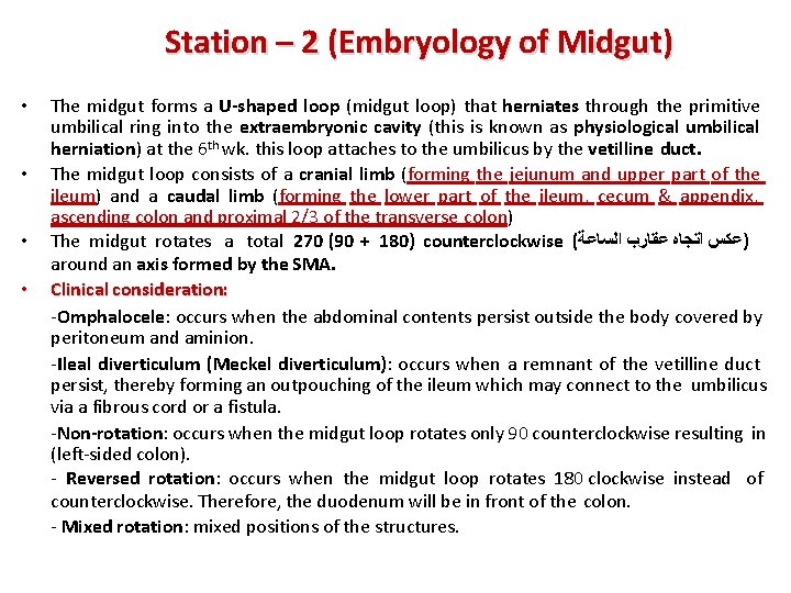 Station – 2 (Embryology of Midgut) • • The midgut forms a U-shaped loop