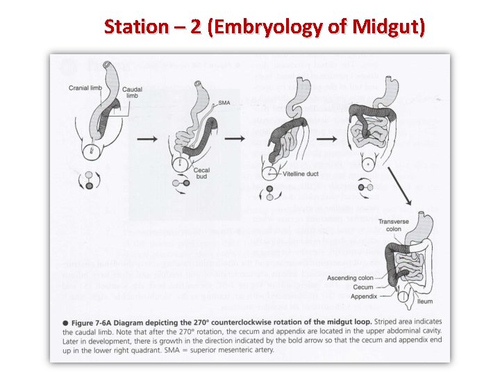 Station – 2 (Embryology of Midgut) 