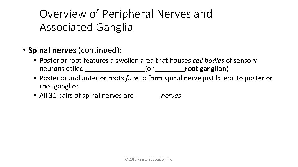 Overview of Peripheral Nerves and Associated Ganglia • Spinal nerves (continued): • Posterior root