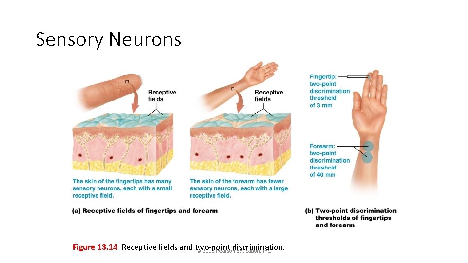 Sensory Neurons Figure 13. 14 Receptive fields and two-point © 2016 Pearsondiscrimination. Education, Inc.