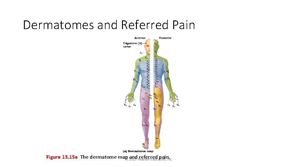 Dermatomes and Referred Pain Figure 13. 15 a The dermatome map and. Pearson referred