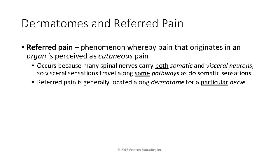 Dermatomes and Referred Pain • Referred pain – phenomenon whereby pain that originates in