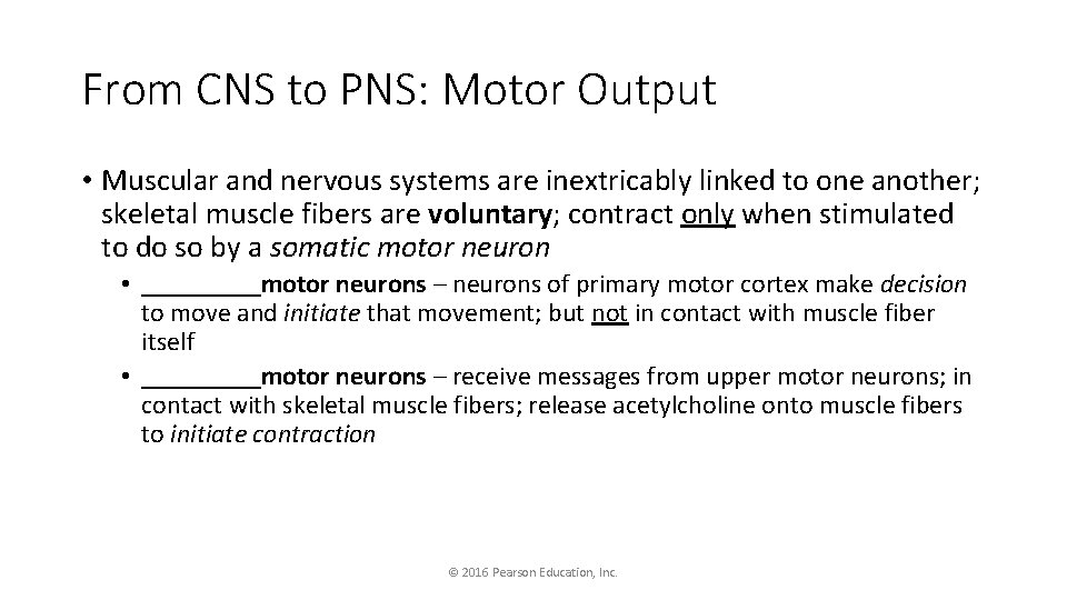 From CNS to PNS: Motor Output • Muscular and nervous systems are inextricably linked