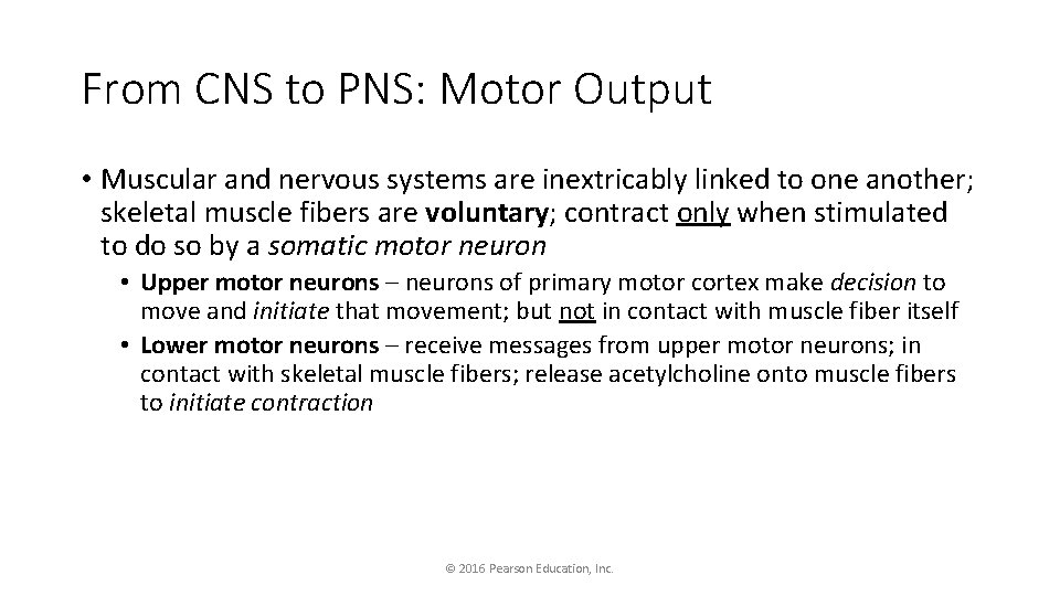 From CNS to PNS: Motor Output • Muscular and nervous systems are inextricably linked