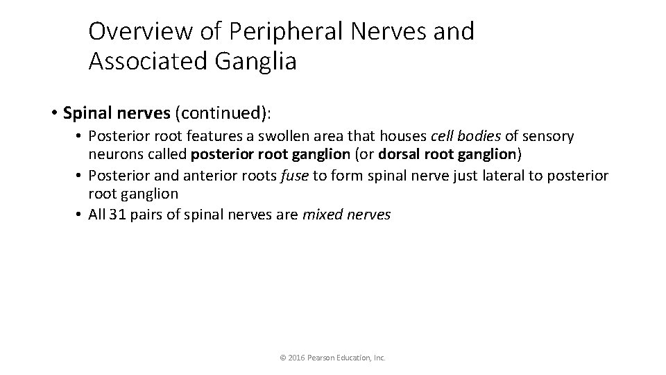 Overview of Peripheral Nerves and Associated Ganglia • Spinal nerves (continued): • Posterior root