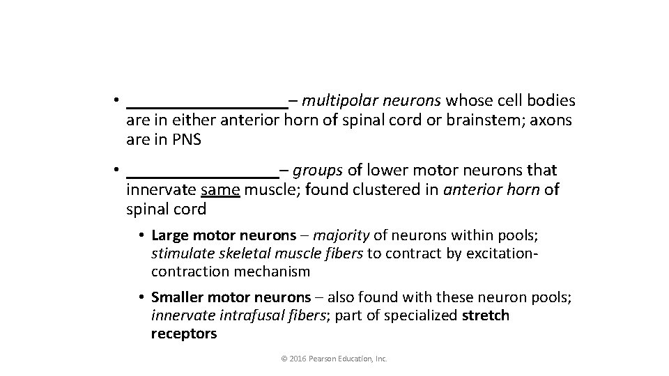  • _________– multipolar neurons whose cell bodies are in either anterior horn of