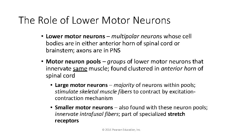 The Role of Lower Motor Neurons • Lower motor neurons – multipolar neurons whose