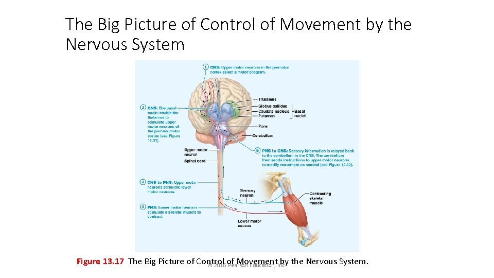 The Big Picture of Control of Movement by the Nervous System Figure 13. 17