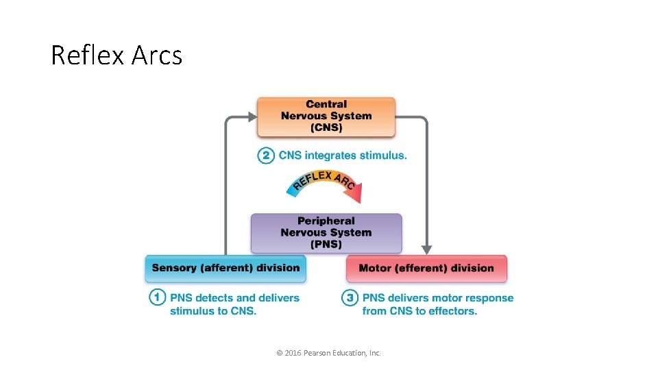 Reflex Arcs © 2016 Pearson Education, Inc. 