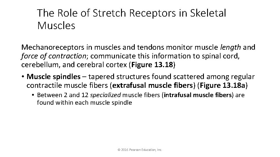 The Role of Stretch Receptors in Skeletal Muscles Mechanoreceptors in muscles and tendons monitor